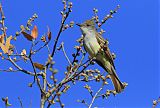 Ash-throated Flycatcher